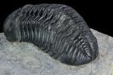 Pedinopariops Trilobite - Mrakib, Morocco #125199-5